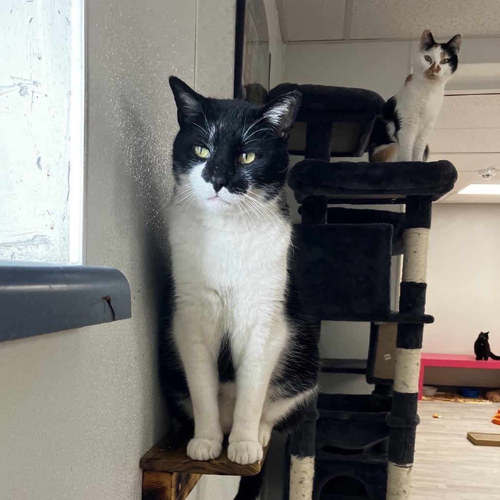 Enlarge Zorro, a Adoptable Domestic Short Hair in Uniontown, PA image 3/6