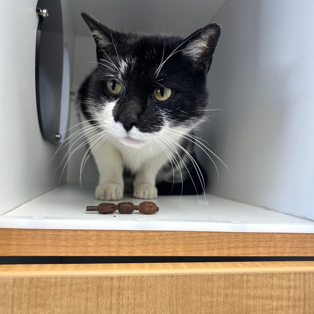 Zorro, a Adoptable Domestic Short Hair in Uniontown, PA image 5/6