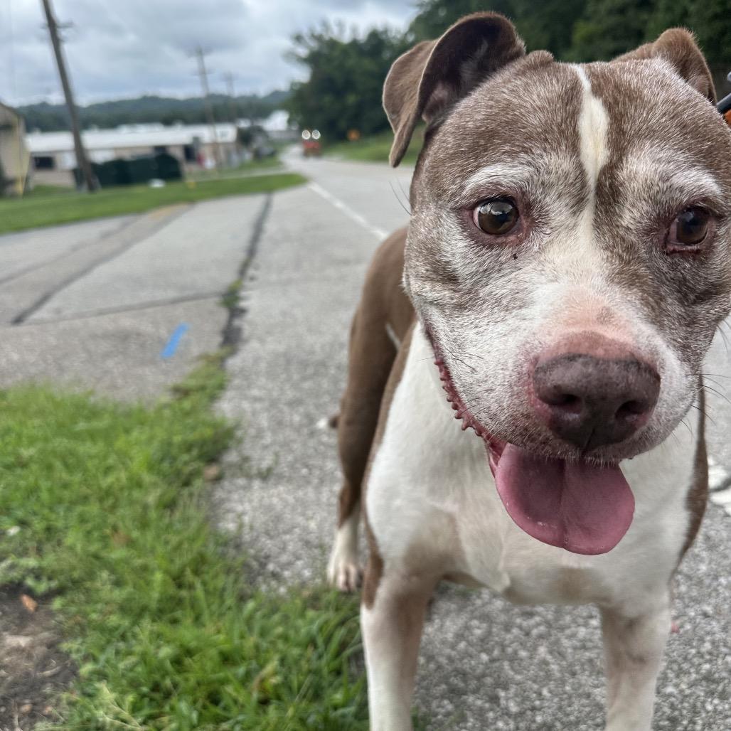 Kendra, Adoptable, Senior Female Pit Bull Terrier.