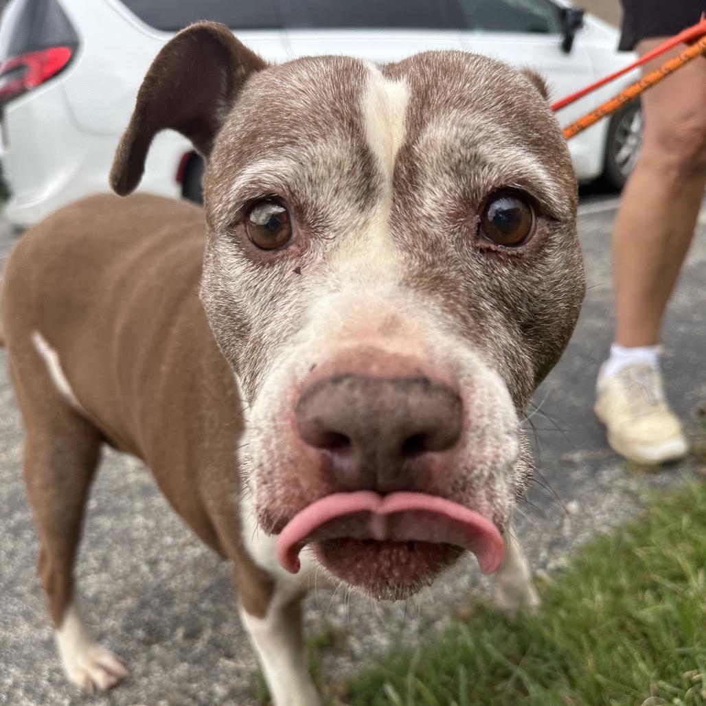 Kendra, a Adoptable Pit Bull Terrier in Batavia, OH image 2/4