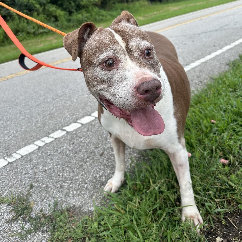 Kendra, a Adoptable Pit Bull Terrier in Batavia, OH image 3/4