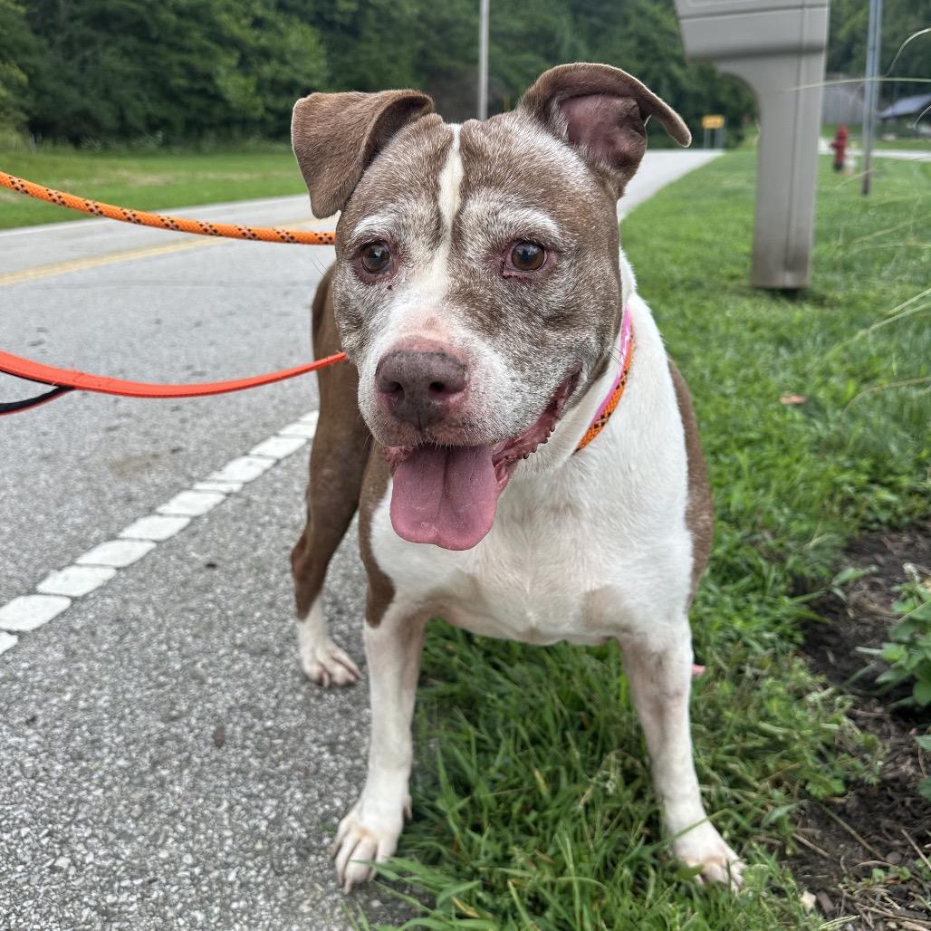Kendra, a Adoptable Pit Bull Terrier in Batavia, OH image 4/4