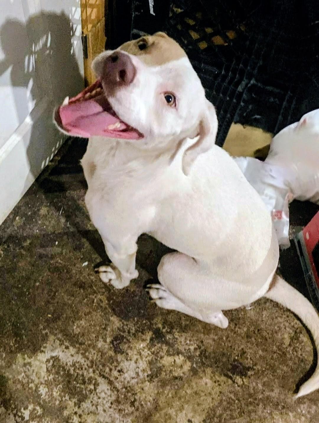 Enlarge Oden-Cat & Dog Friendly *URGENT, a ADOPTABLE mixed breed in Monroe Twp, NJ image 2/2