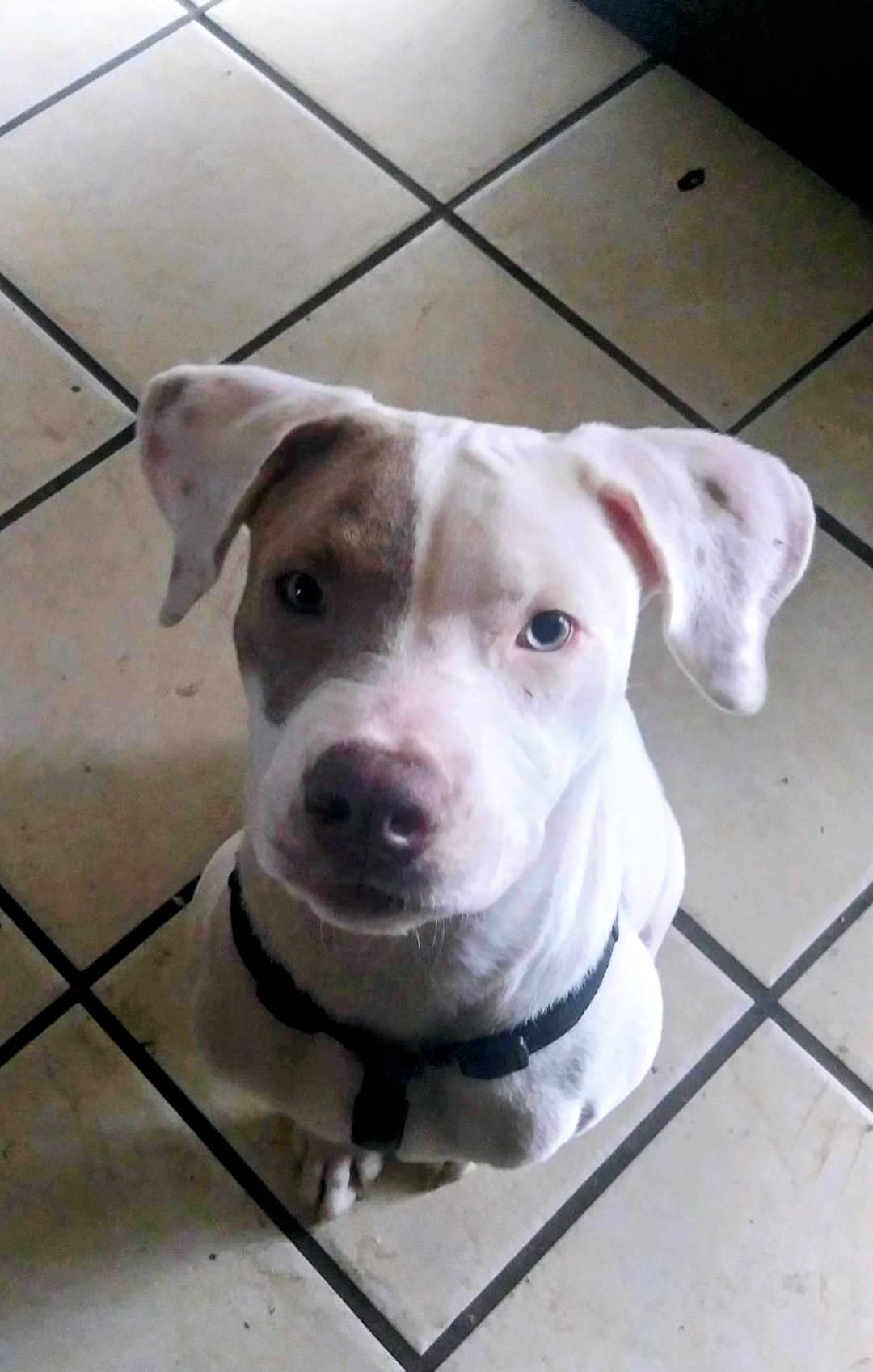 Oden-Cat & Dog Friendly *URGENT, ADOPTABLE, Young Male Boxer & Terrier.