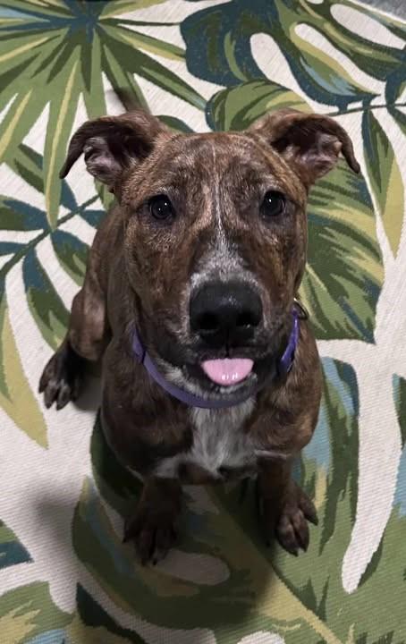 Algae, a Adoptable Mixed Breed in Point Pleasant, WV image 1/4