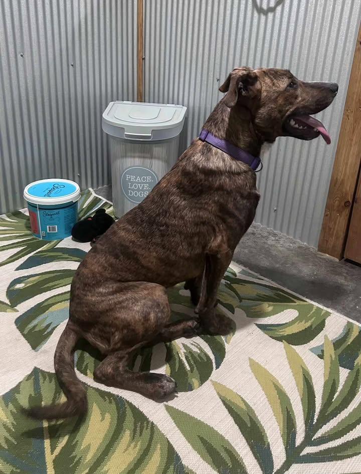 Algae, a Adoptable Mixed Breed in Point Pleasant, WV image 2/4