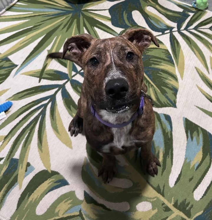 Algae, a Adoptable Mixed Breed in Point Pleasant, WV image 3/4