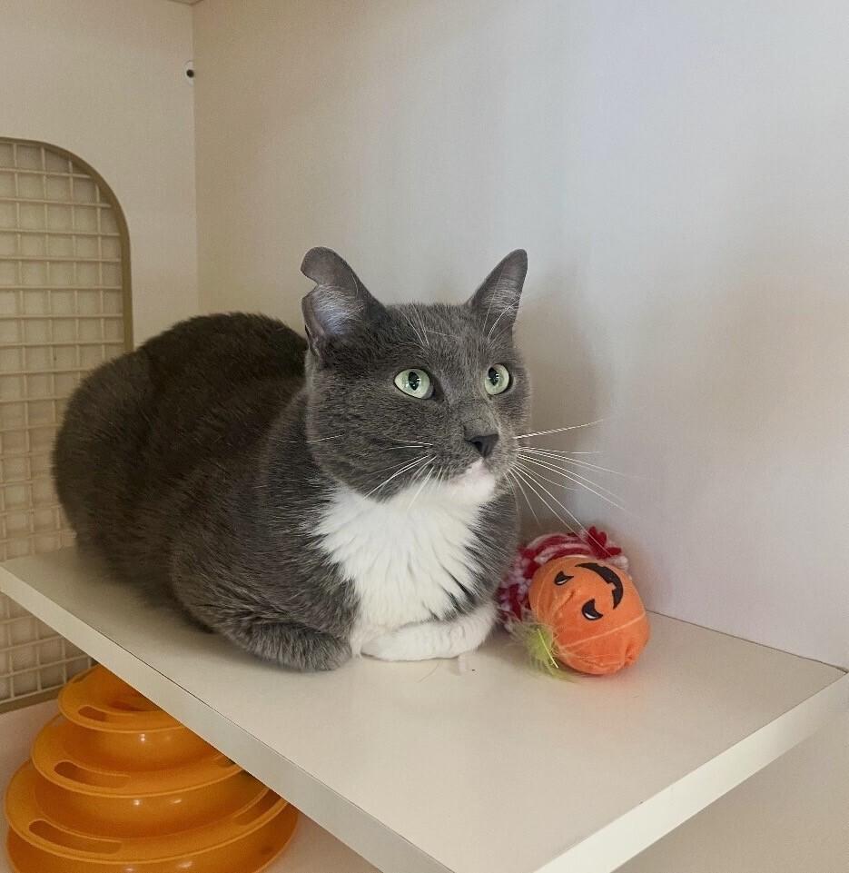 Theo, Adoptable, Adult Male Russian Blue & Domestic Short Hair.