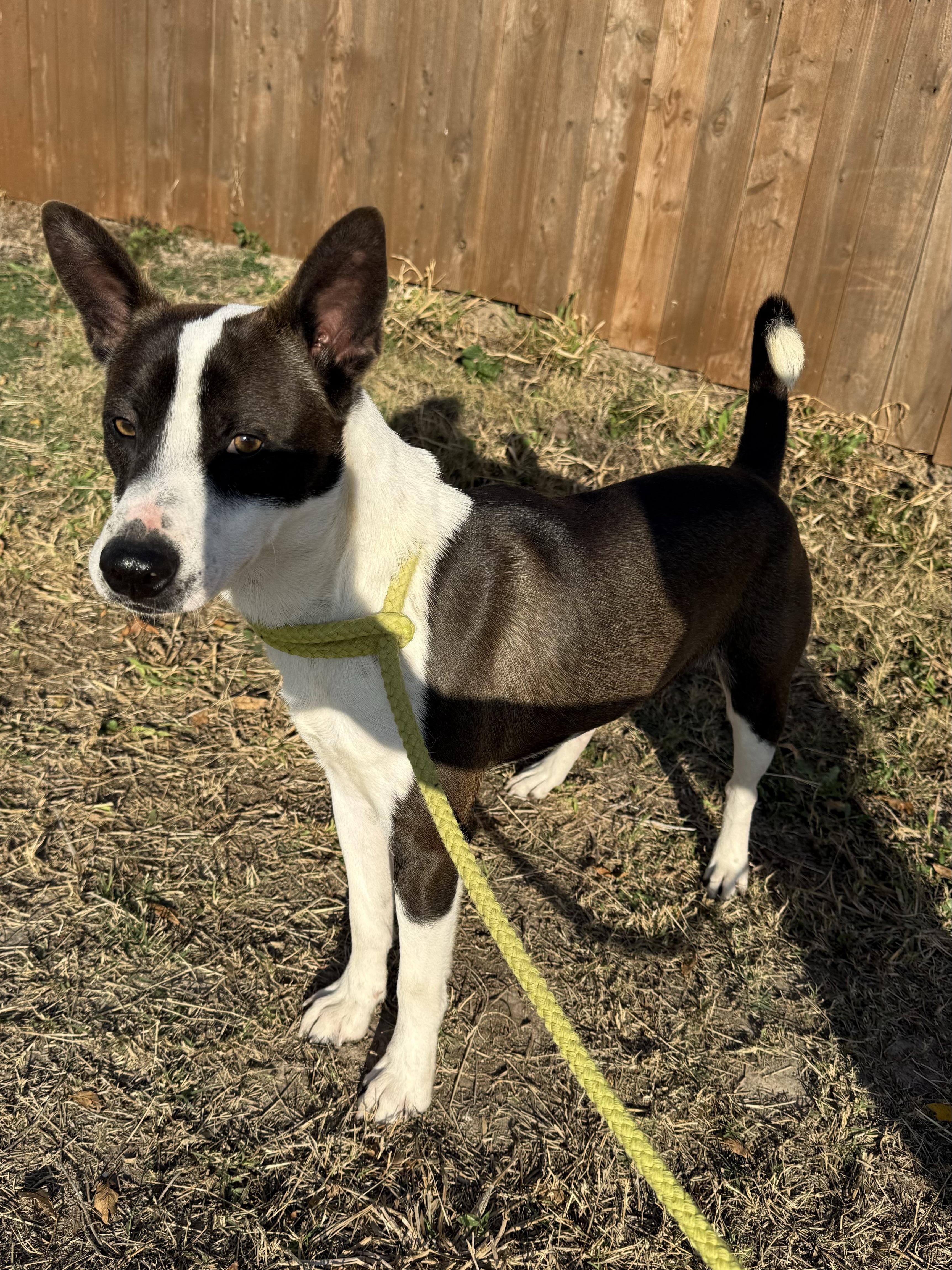 Enlarge Uly, a Adoptable mixed breed in Philadelphia, PA image 5/5