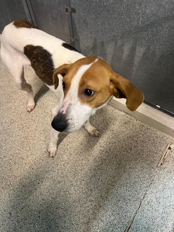 Enlarge Dommie, a Adoptable Treeing Walker Coonhound in Supply, NC image 1/2