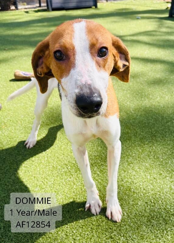 Enlarge Dommie, a Adoptable Treeing Walker Coonhound in Supply, NC image 2/2