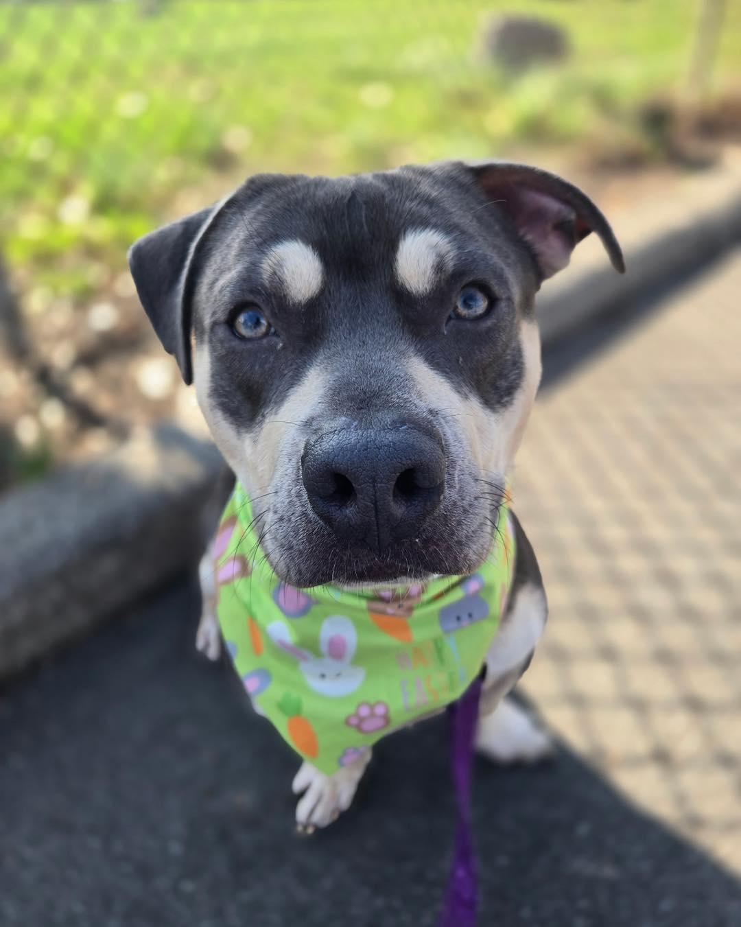 Nugget, ADOPTABLE, Adult Male American Bully.