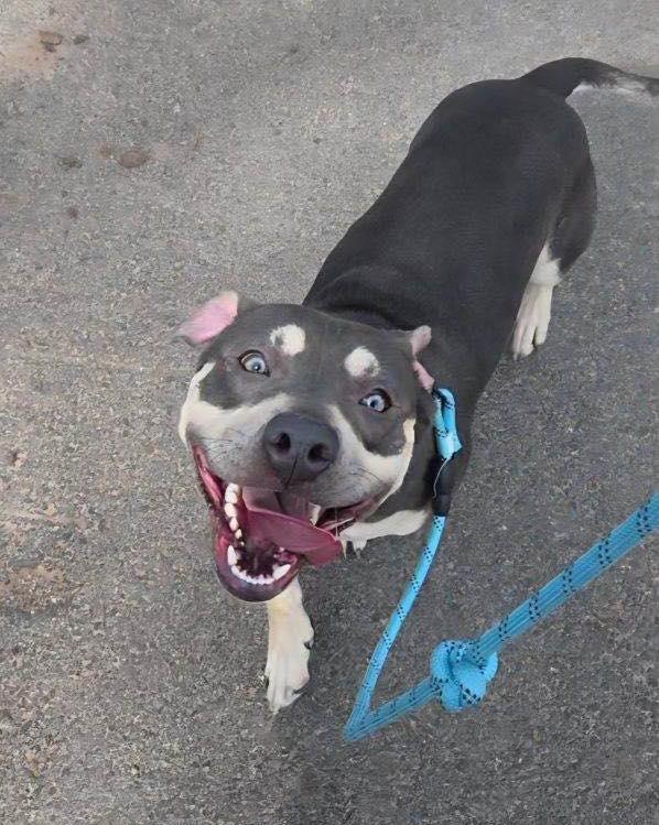 Enlarge Nugget, a ADOPTABLE American Bully in Bloomfield, NJ image 6/6