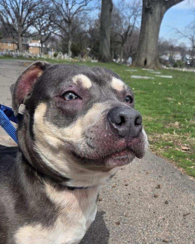 Enlarge Nugget, a ADOPTABLE American Bully in Bloomfield, NJ image 5/6