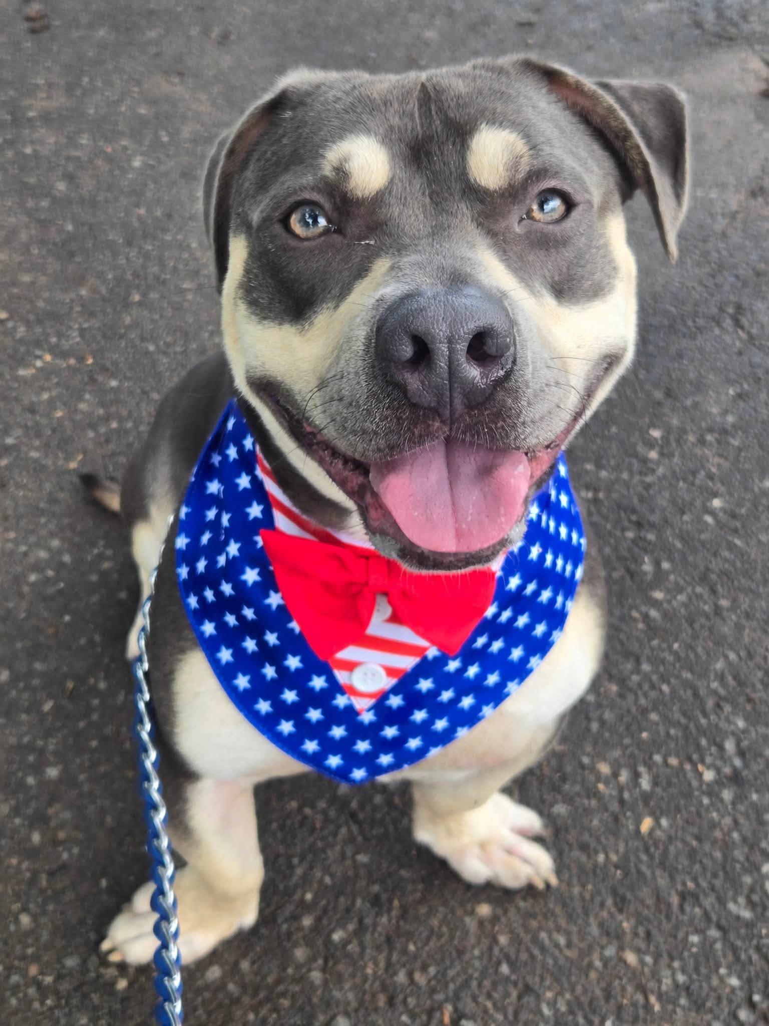 Nugget, a ADOPTABLE American Bully in Bloomfield, NJ image 1/6