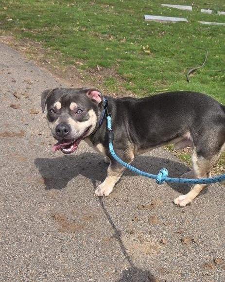 Nugget, ADOPTABLE, Adult Male American Bully.