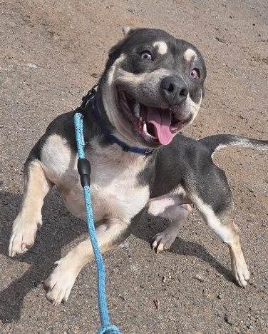 Enlarge Nugget, a ADOPTABLE American Bully in Bloomfield, NJ image 2/6