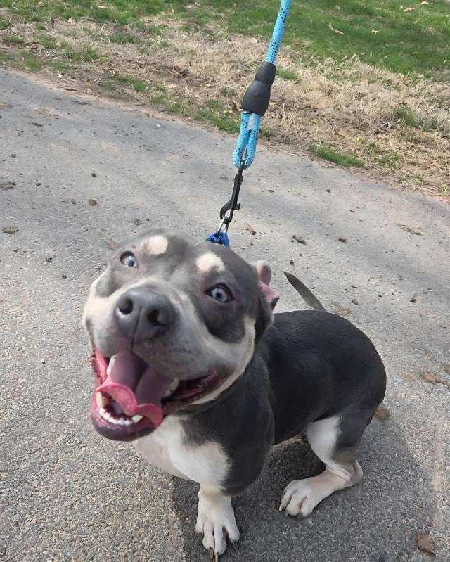 Enlarge Nugget, a ADOPTABLE American Bully in Bloomfield, NJ image 4/6