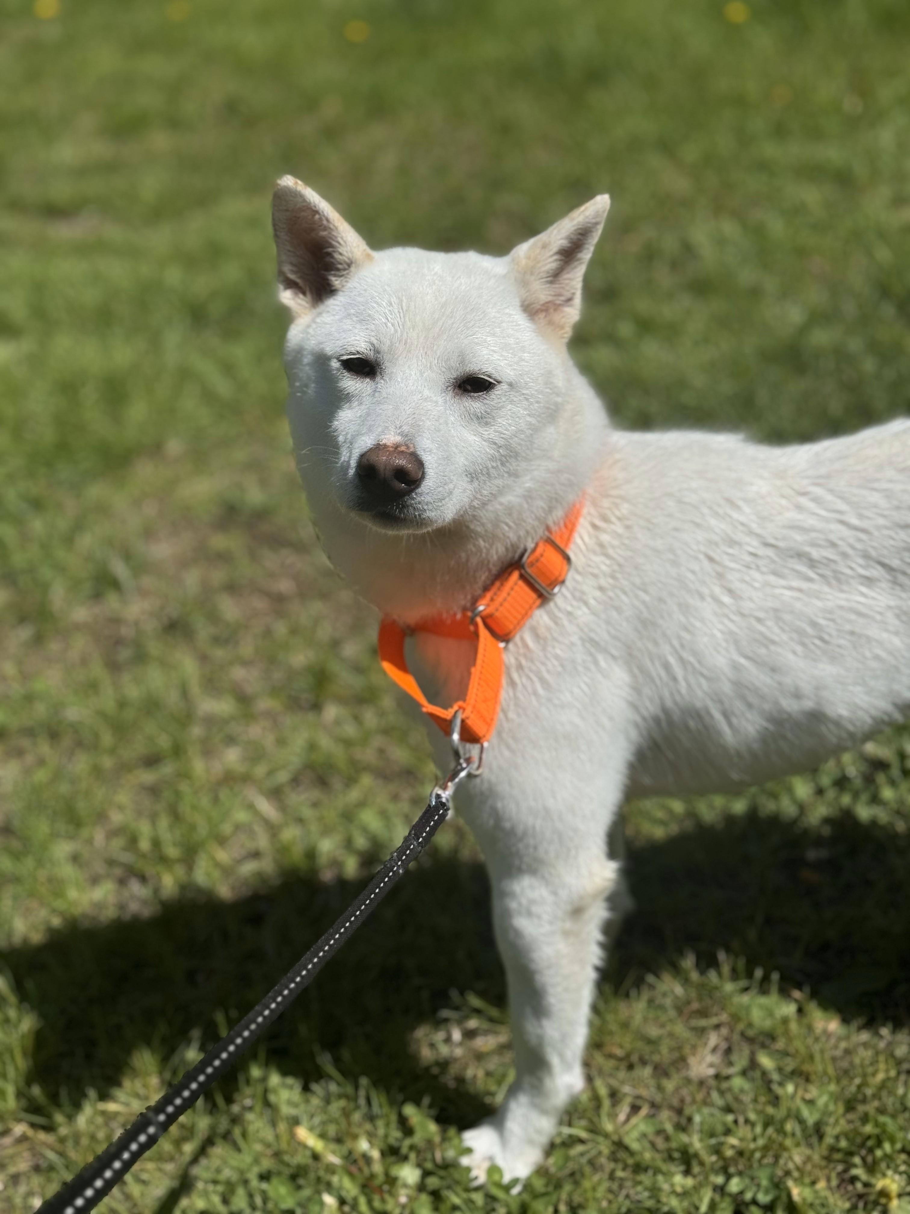 Enlarge Saya, an adopted Shiba Inu in Brunswick, ME image 2/4