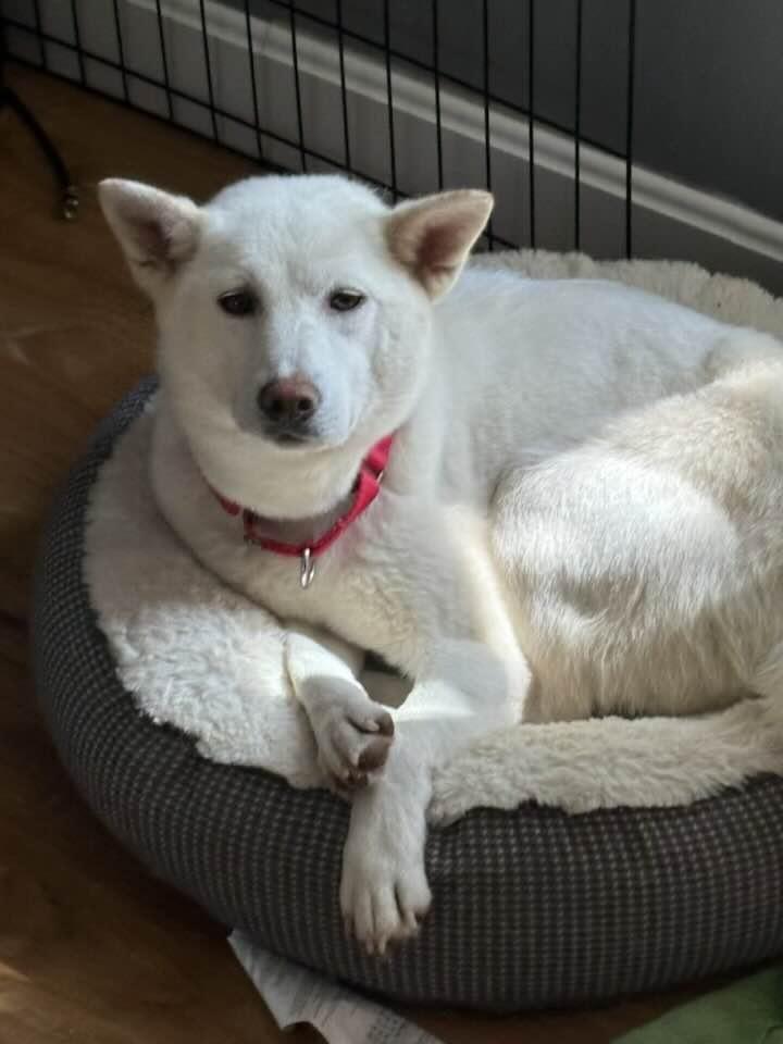 Saya, Adoptable, Adult Female Shiba Inu.