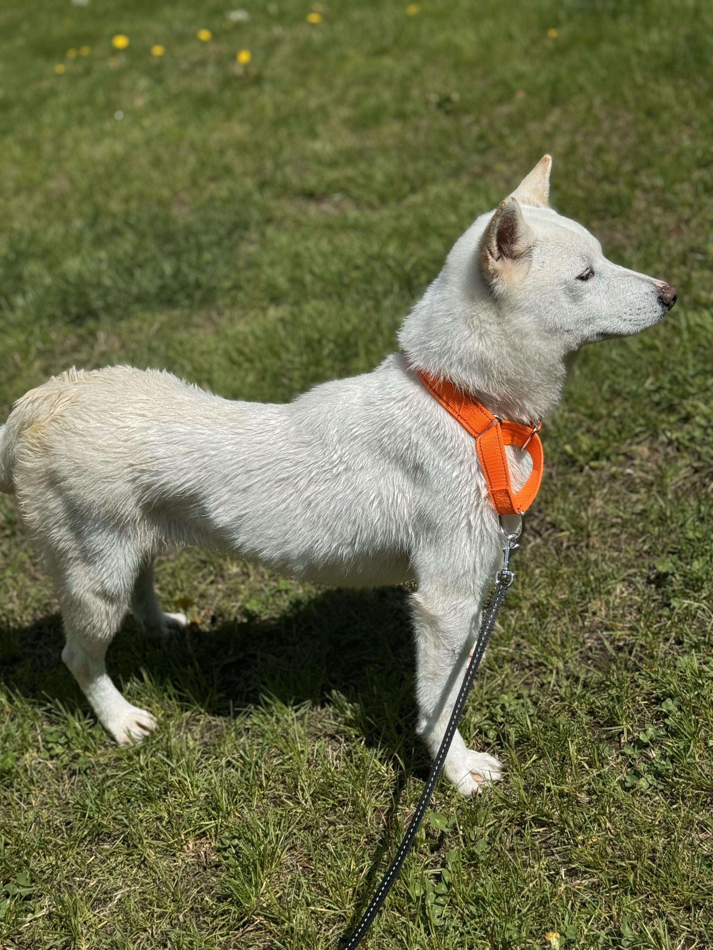 Enlarge Saya, an adopted Shiba Inu in Brunswick, ME image 3/4