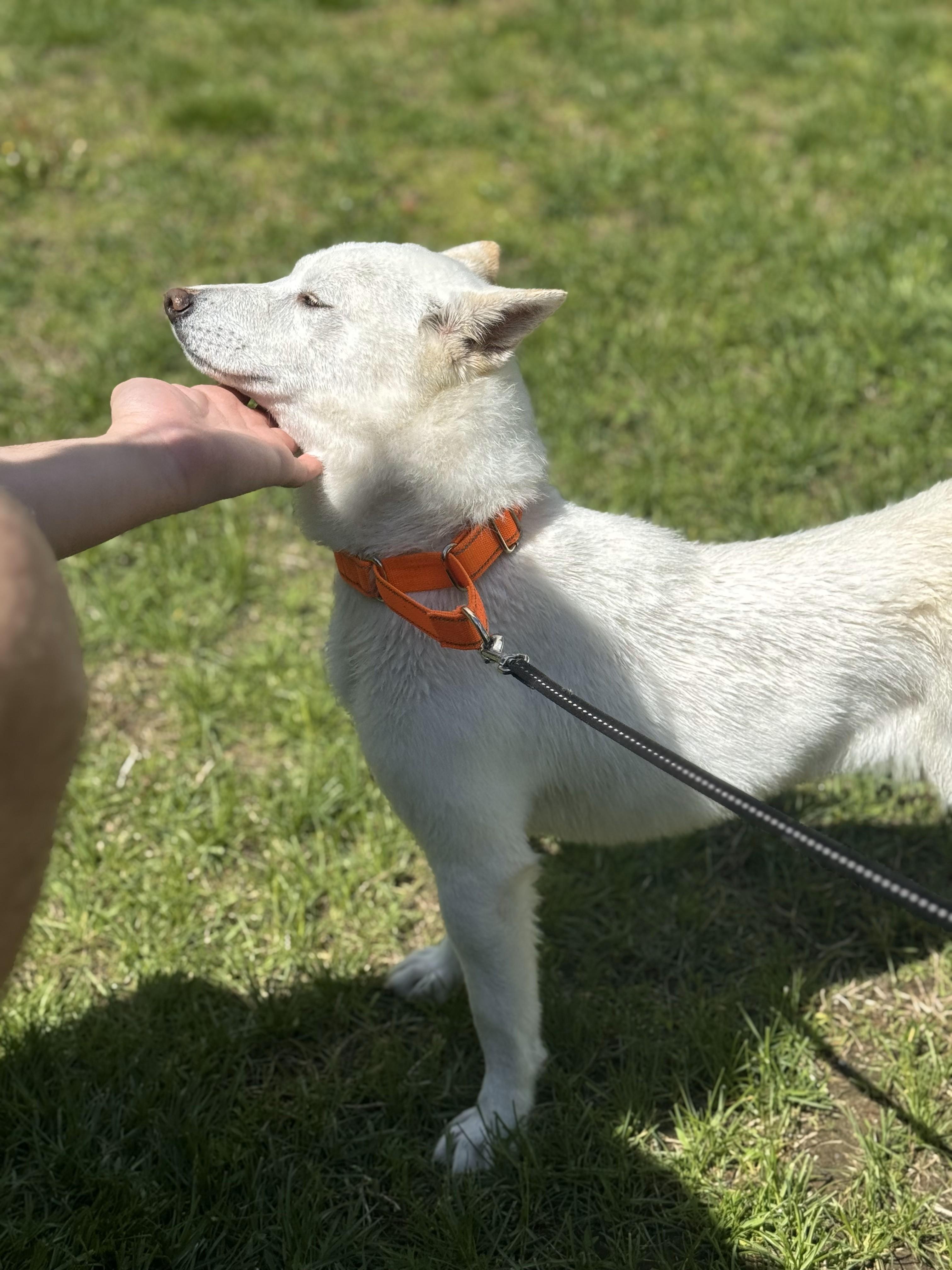 Enlarge Saya, an adopted Shiba Inu in Brunswick, ME image 4/4