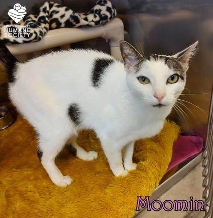 Moomin, Adoptable, Adult Female Domestic Short Hair & Domestic Short Hair.
