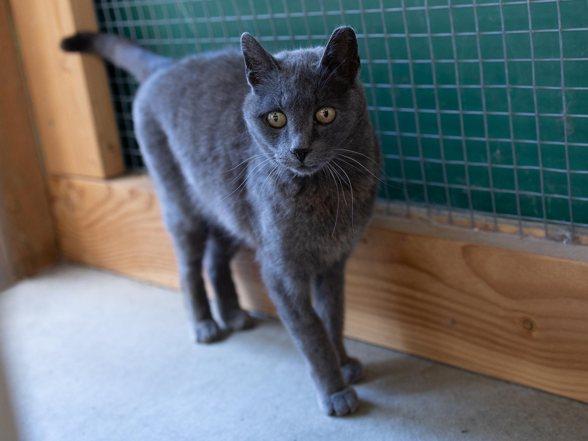 Lexie, a Adoptable mixed breed in Monroe, WA image 4/6
