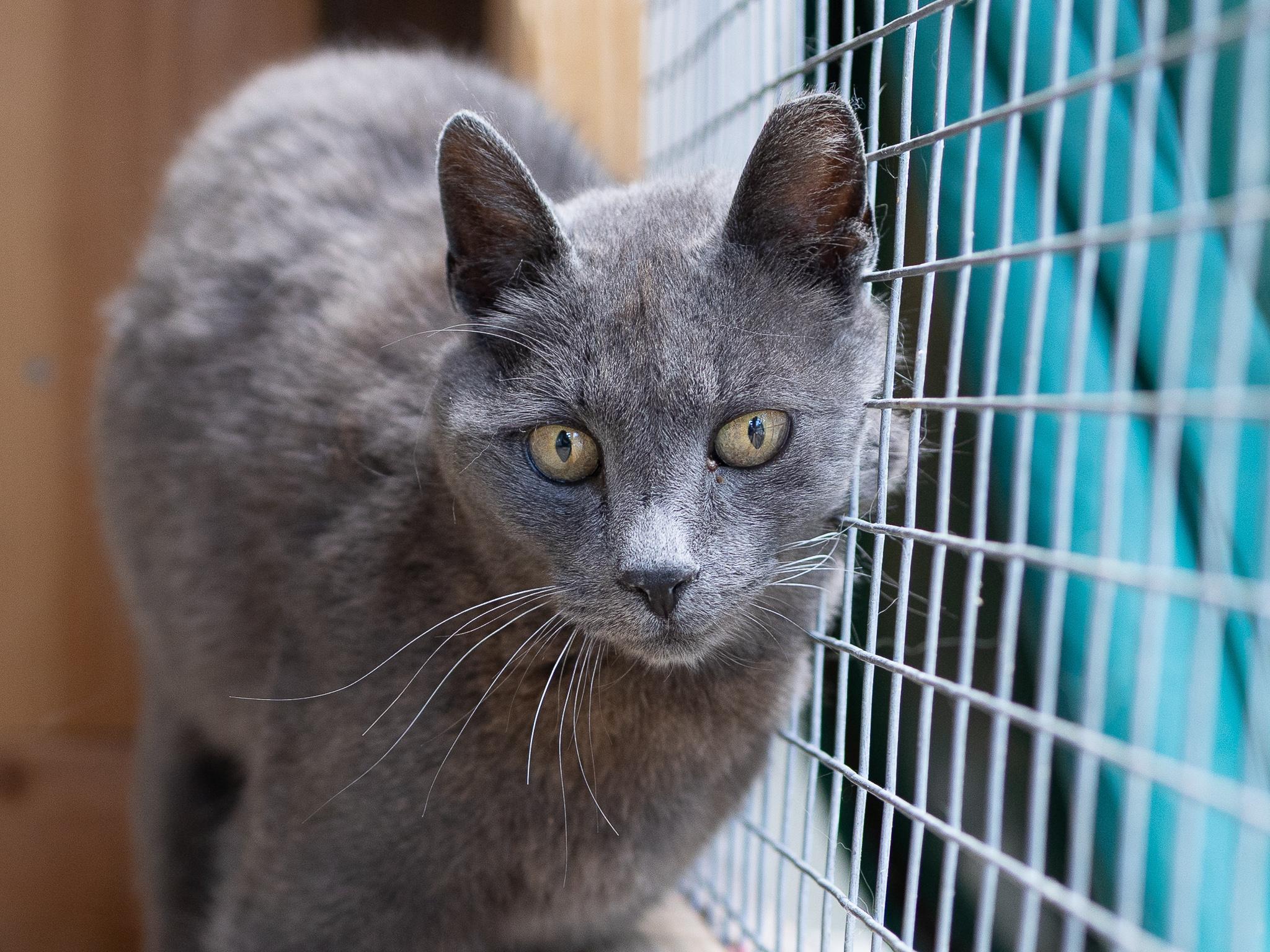 Lexie, Adoptable, Senior Female Domestic Short Hair.