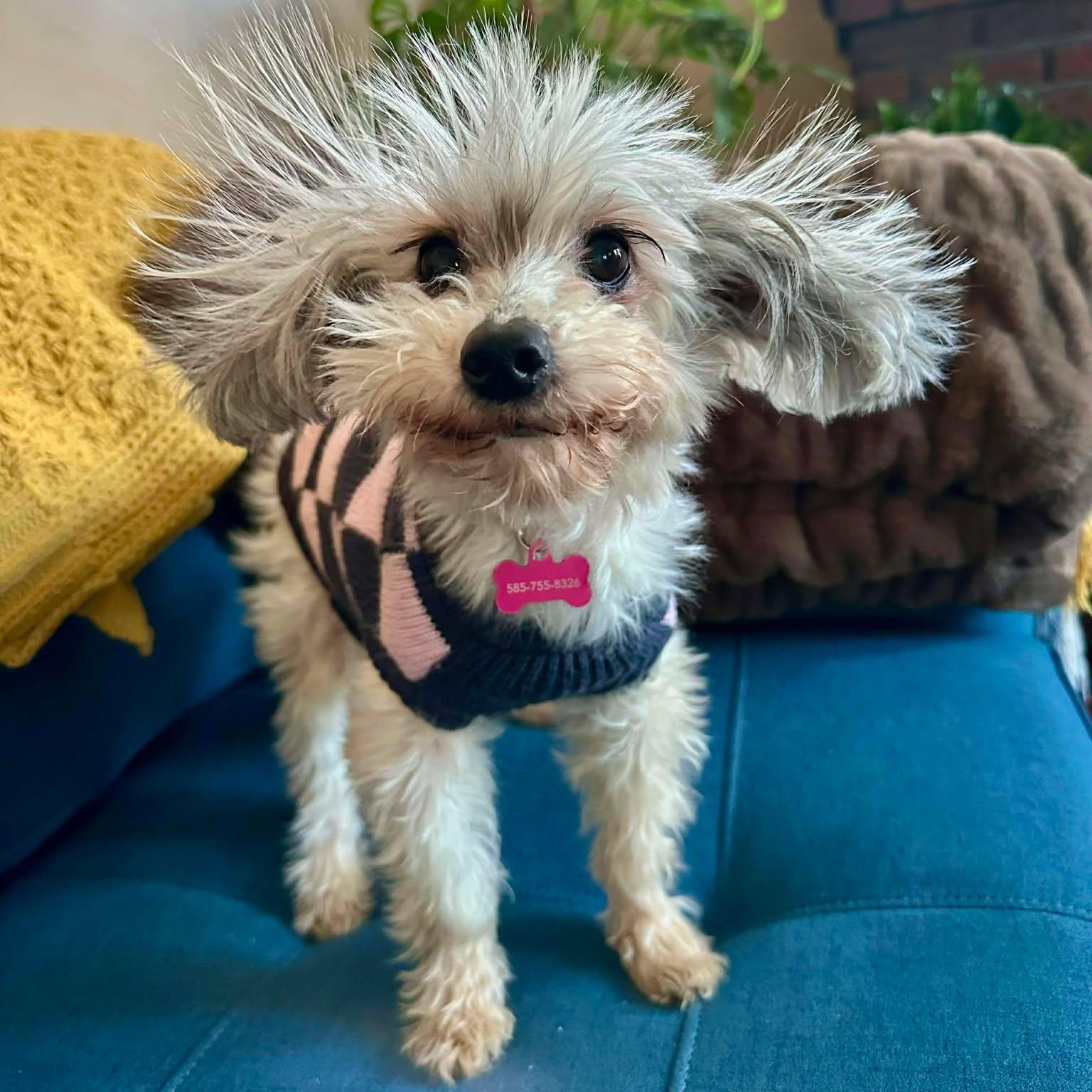 Enlarge Noel, an adopted mixed breed in Rochester, NY image 4/5