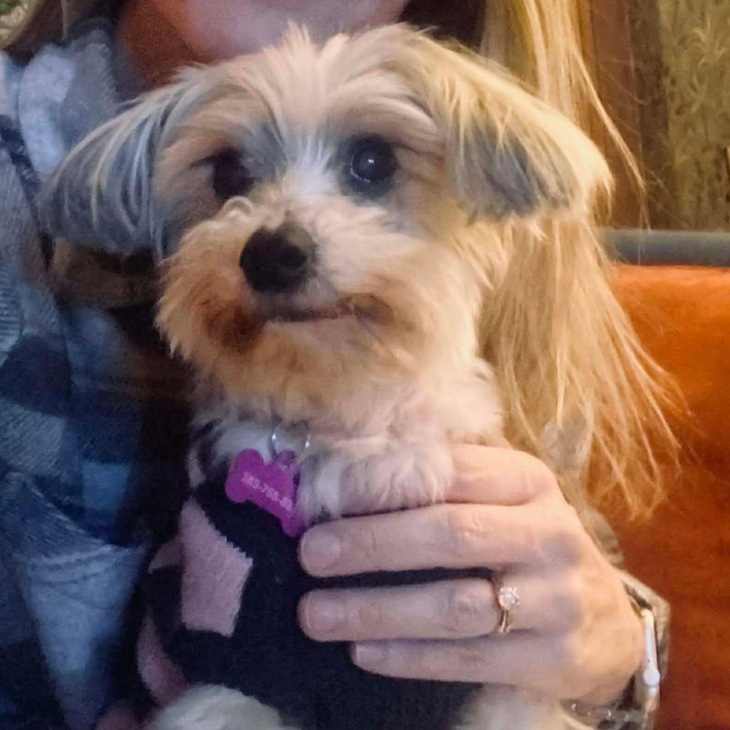 Enlarge Noel, an adopted mixed breed in Rochester, NY image 3/5