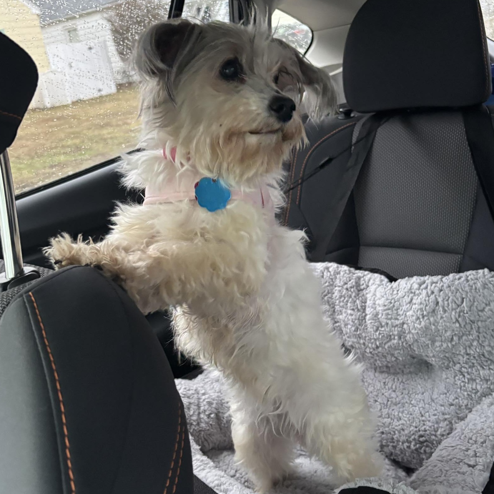 Enlarge Noel, an adopted mixed breed in Rochester, NY image 2/5