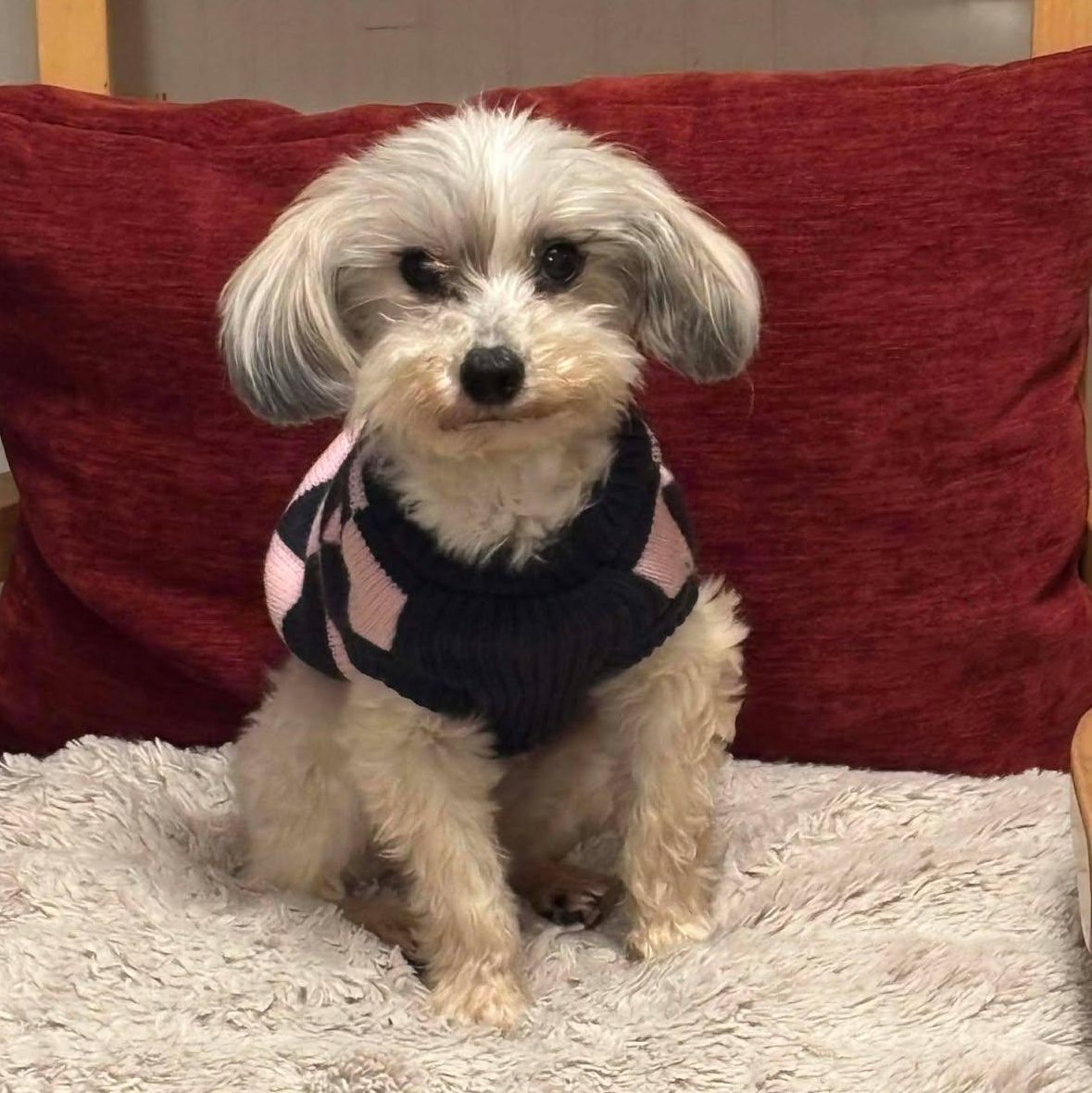 Noel, adopted, Adult Female Yorkshire Terrier & Shih Tzu.