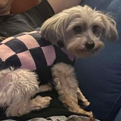 Enlarge Noel, an adopted mixed breed in Rochester, NY image 5/5