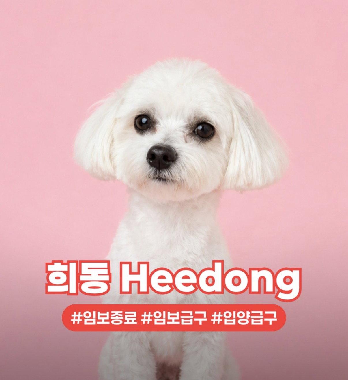 Enlarge HEEMONG, a Adoptable Maltese in Agoura Hills, CA image 1/1