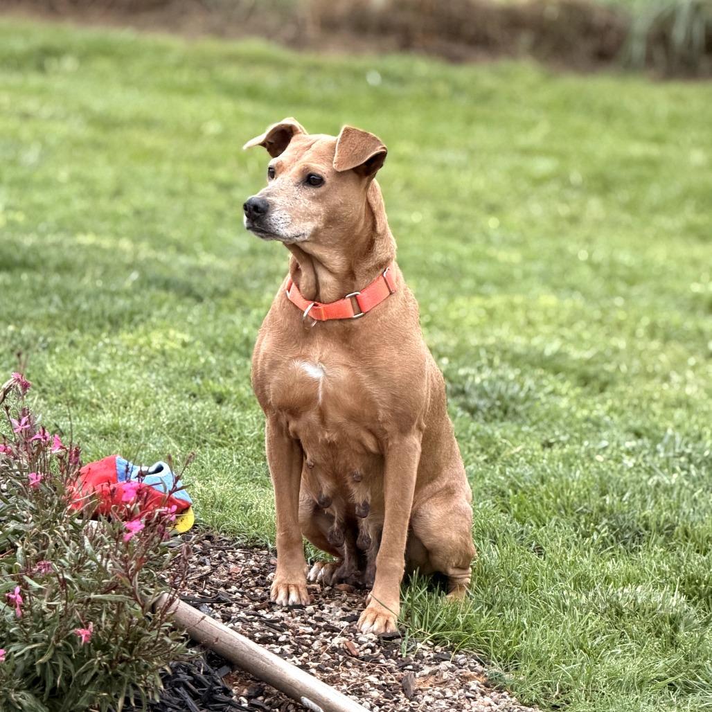 Enlarge Flicka, a Adoptable mixed breed in Fayetteville, AR image 1/6