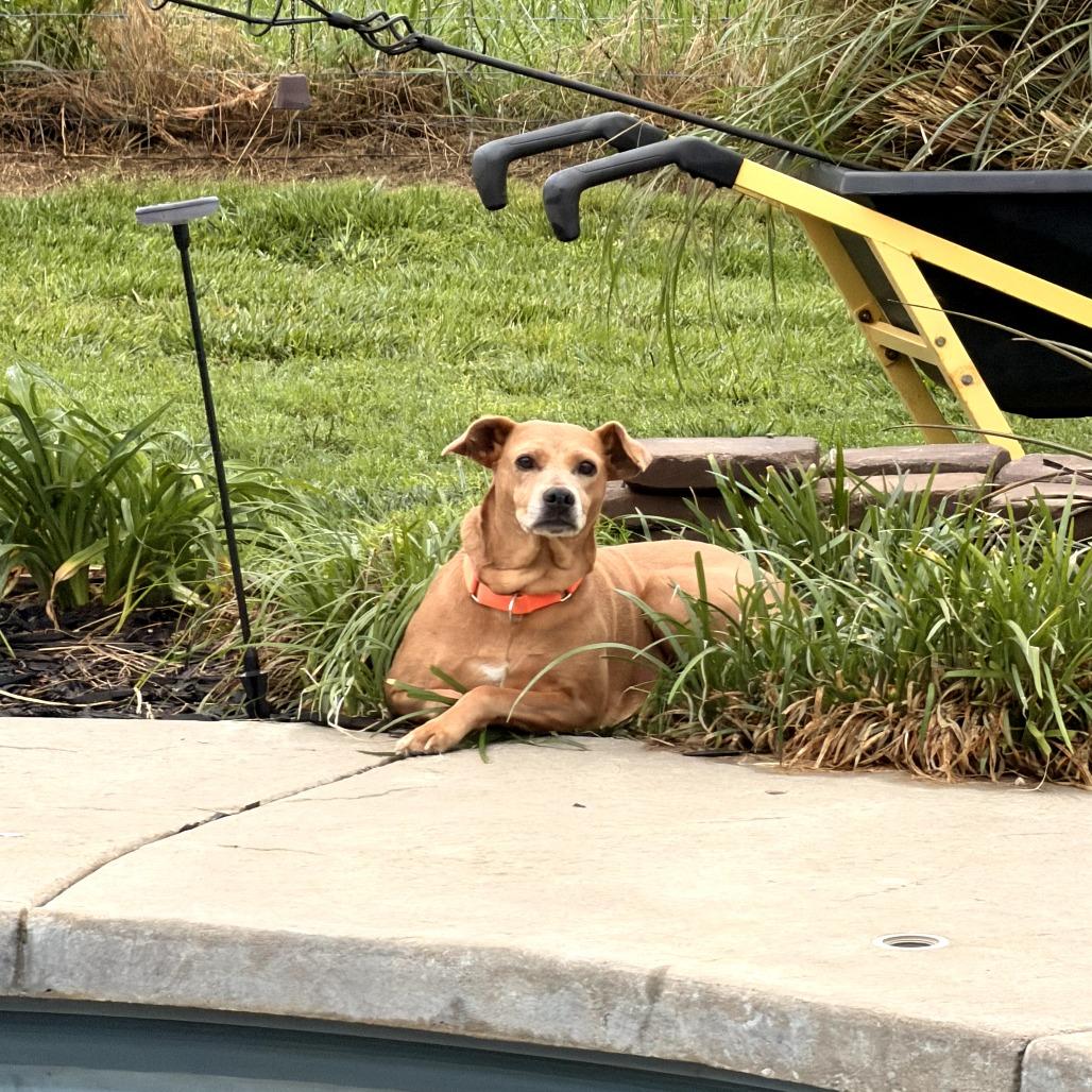 Enlarge Flicka, a Adoptable mixed breed in Fayetteville, AR image 2/6