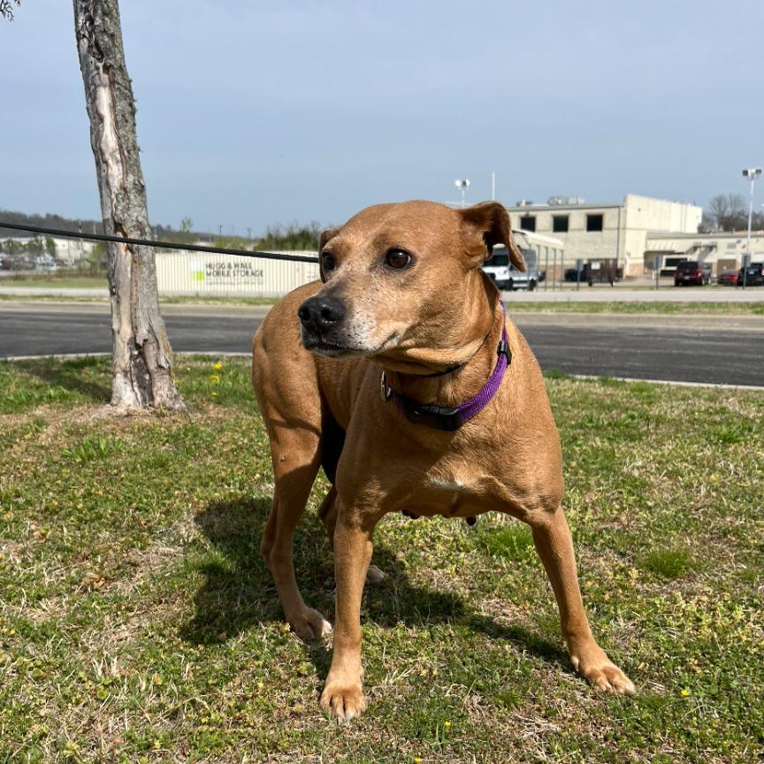 Enlarge Flicka, a Adoptable mixed breed in Fayetteville, AR image 3/6
