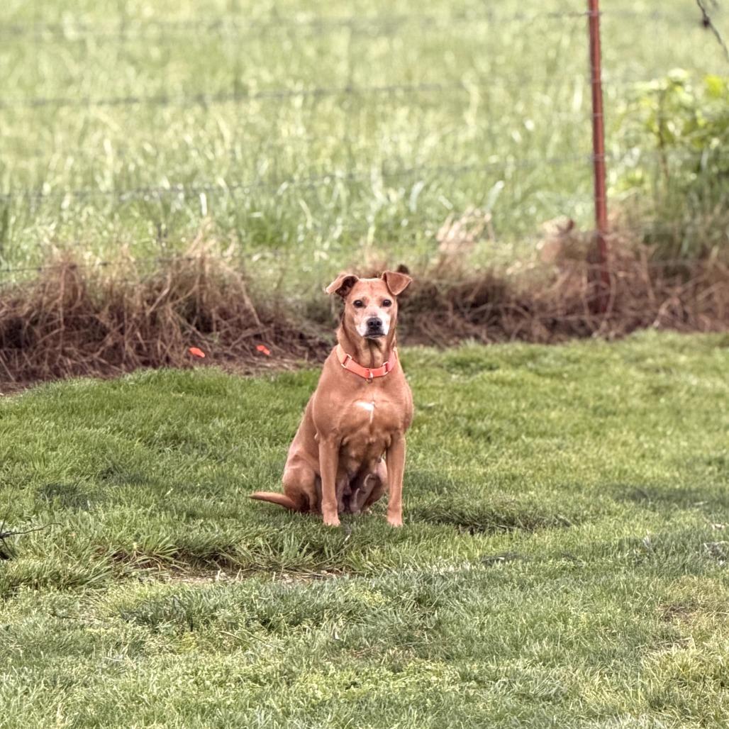 Enlarge Flicka, a Adoptable mixed breed in Fayetteville, AR image 4/6
