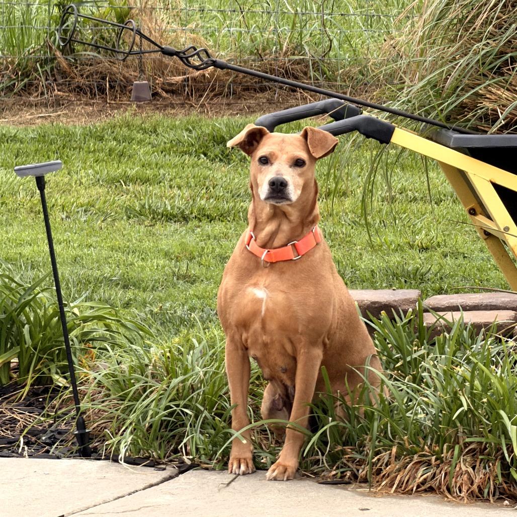 Enlarge Flicka, a Adoptable mixed breed in Fayetteville, AR image 5/6
