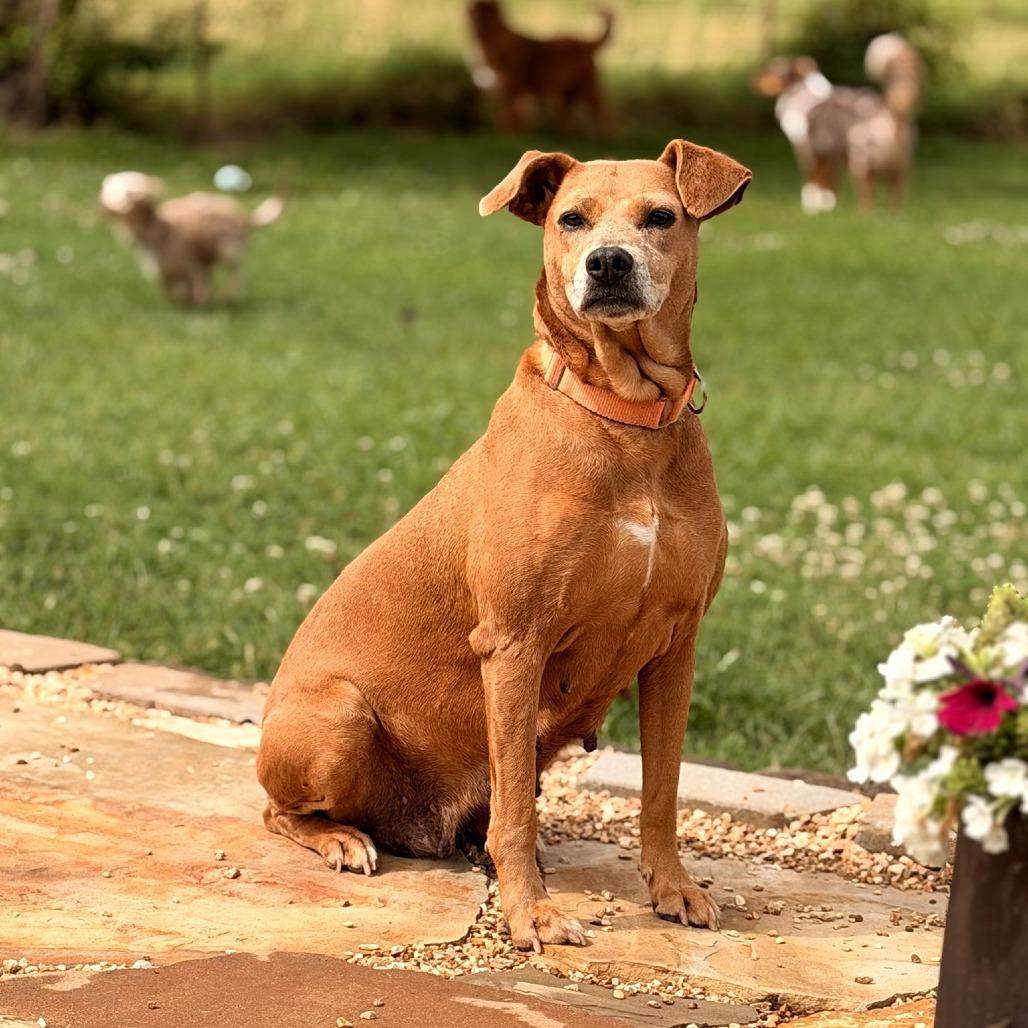 Gertie, a Adoptable mixed breed in Fayetteville, AR image 5/6