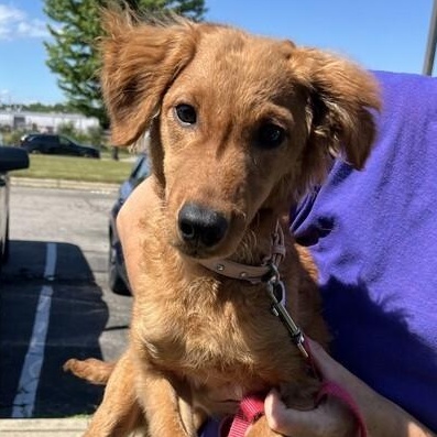 Lucy, adopted, Puppy Female Goldendoodle.