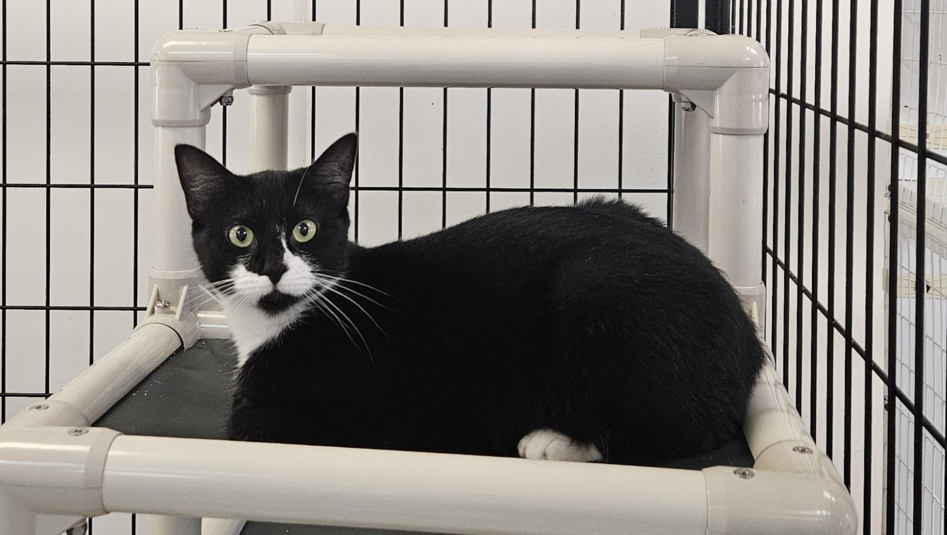 Asterin, ADOPTABLE, Adult Female Domestic Medium Hair.