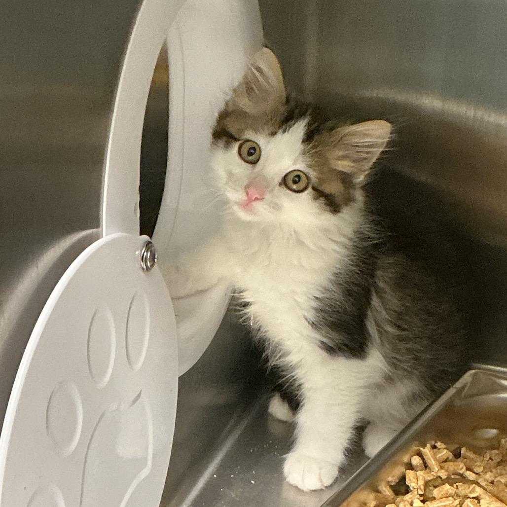 Enlarge Magda, a Adoptable Domestic Medium Hair in Horn Lake, MS image 1/1