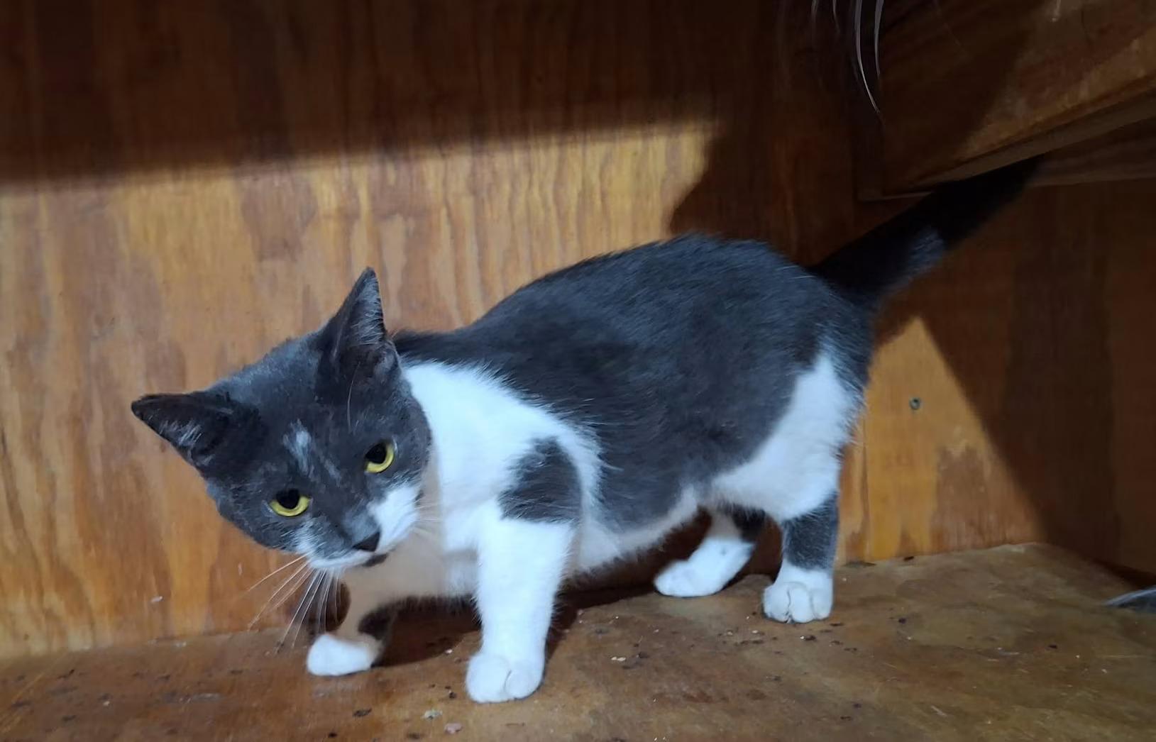 Enlarge Grace, a Adoptable Domestic Short Hair in Monterey, VA image 2/2