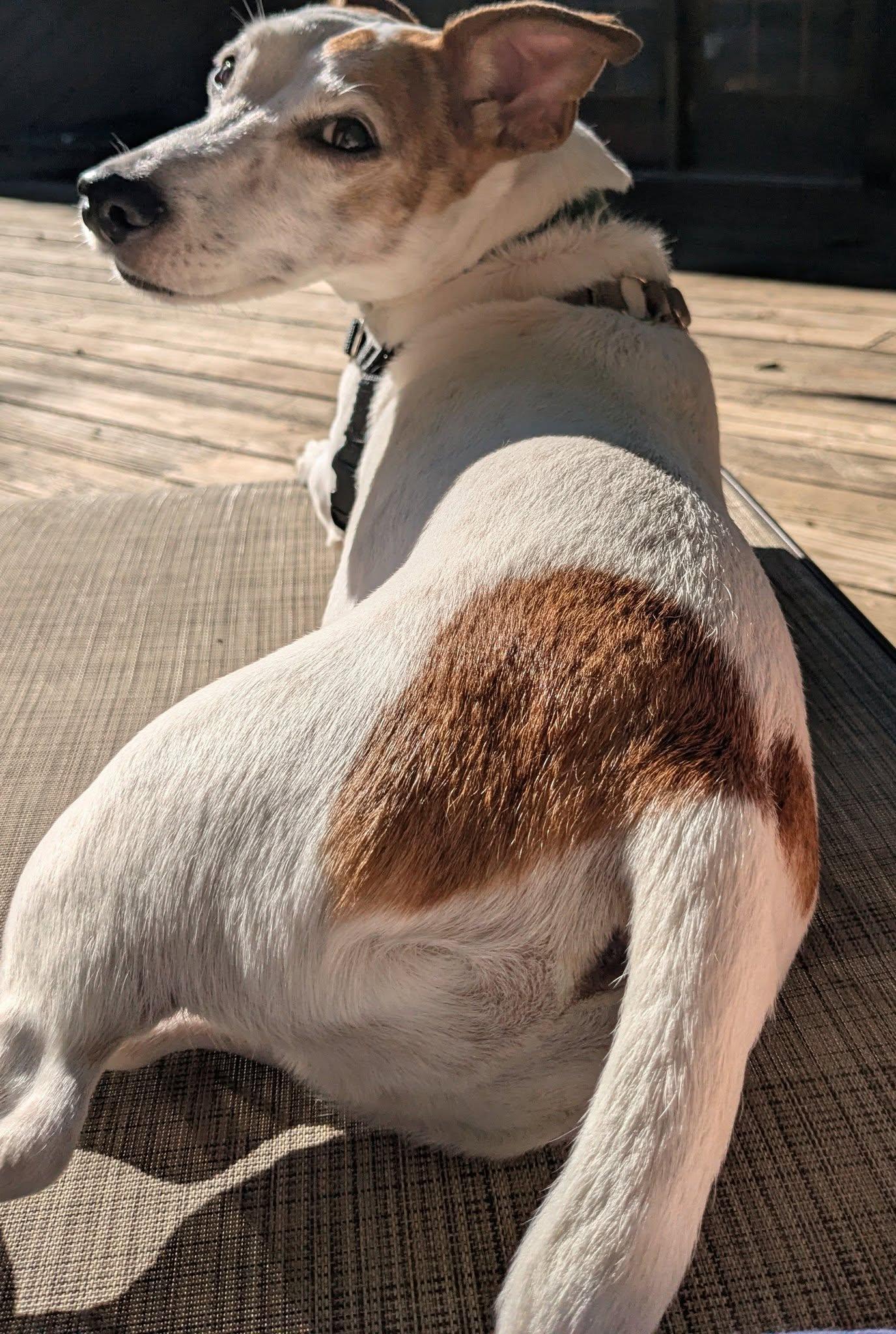 Enlarge Oliver, a ADOPTABLE Jack Russell Terrier in Boise, ID image 5/6