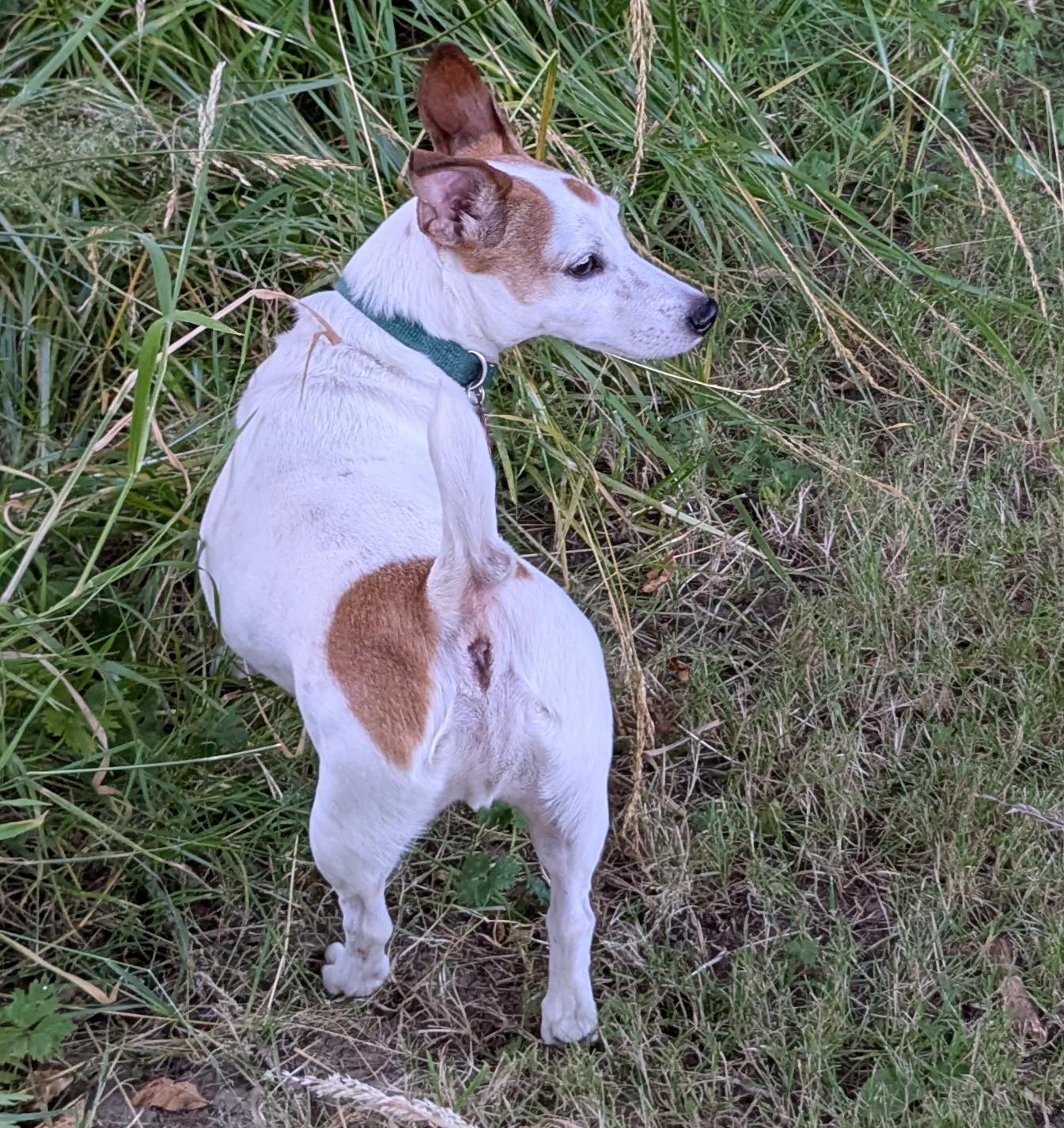 Enlarge Oliver, a ADOPTABLE Jack Russell Terrier in Boise, ID image 4/6