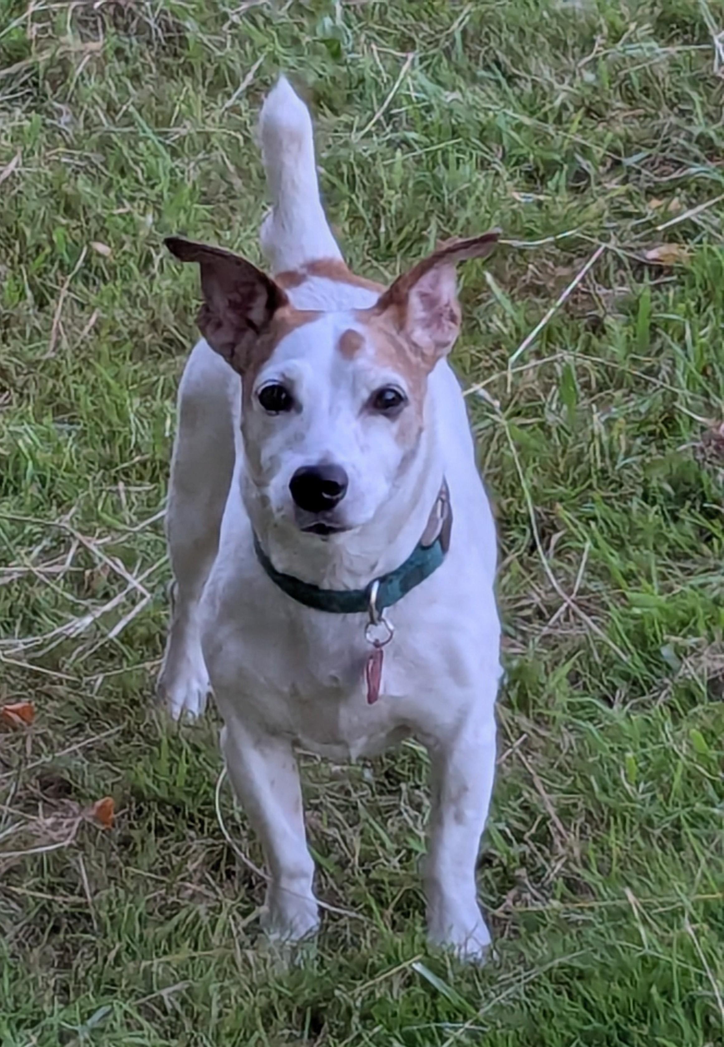 Enlarge Oliver, a ADOPTABLE Jack Russell Terrier in Boise, ID image 3/6