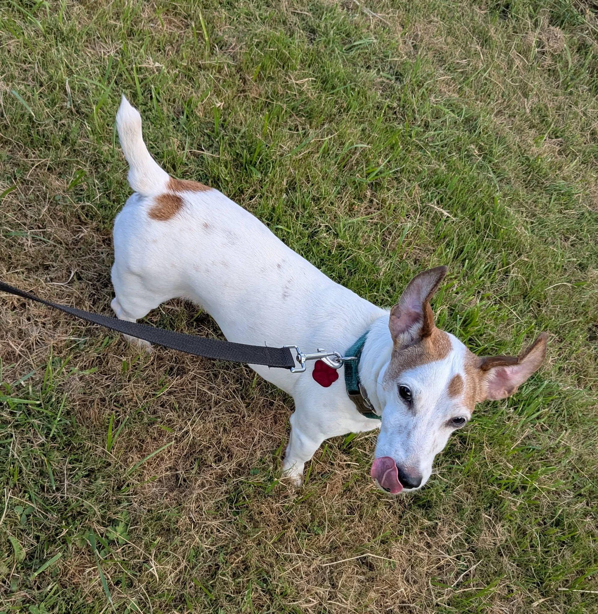 Enlarge Oliver, a ADOPTABLE Jack Russell Terrier in Boise, ID image 2/6