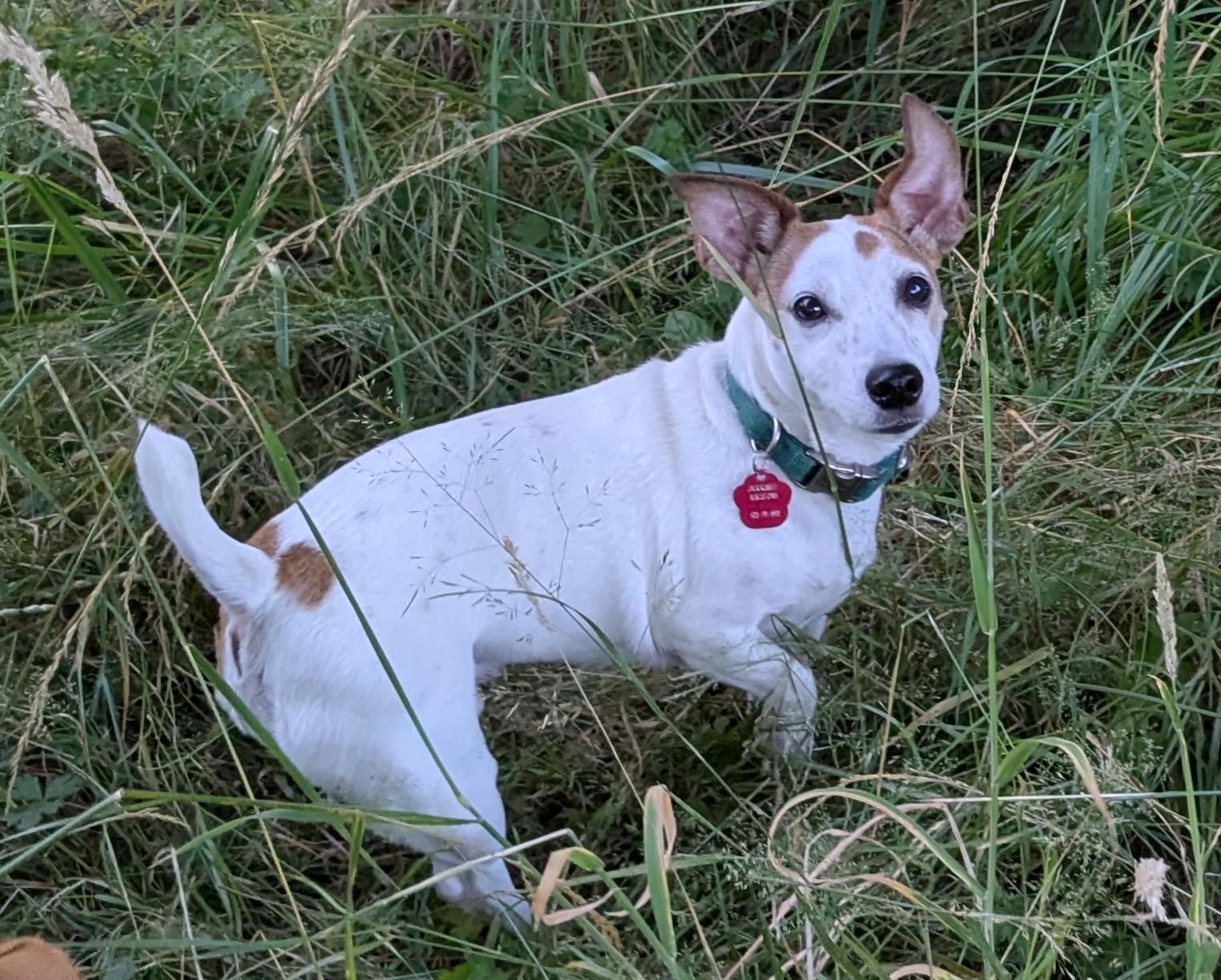 Oliver, ADOPTABLE, Senior Male Jack Russell Terrier.